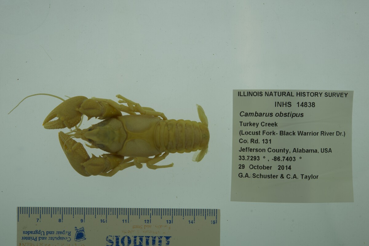 Cambarus obstipus image